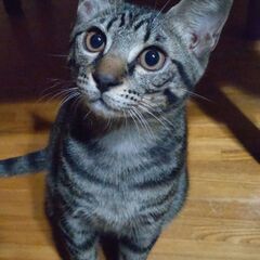 荒尾市から約５ヶ月のイケメン子猫の里親さん募集です。