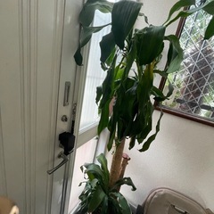 大型観葉植物　ドラセナ（幸福の木）　鉢付きの画像