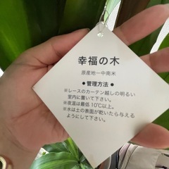大型観葉植物　ドラセナ（幸福の木）　鉢付きの画像