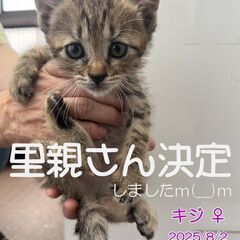 保護子猫の里親さん募集の画像