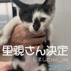 保護子猫の里親さん募集 - 勝田郡