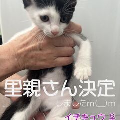 保護子猫の里親さん募集 - 猫