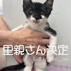 保護子猫の里親さん募集 − 岡山県