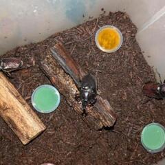 ３、カブトムシ　オスとメスペアセットの画像