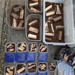 ３、カブトムシ　オスとメスペアセットの画像