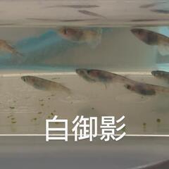白御影（メダカ）１０匹の画像