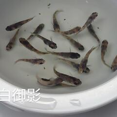白御影（メダカ）１０匹の画像