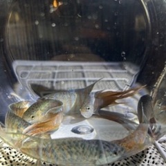 闘魚の画像