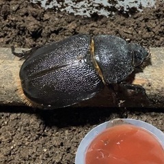 即ブリ　ネプチューンオオカブトペアの画像