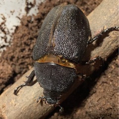 即ブリ　ネプチューンオオカブトペアの画像