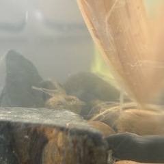 エビとちっちゃい魚の画像