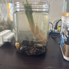 エビとちっちゃい魚の画像