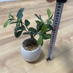 フェイクグリーン　ガジュマル?の画像