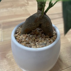 フェイクグリーン　ガジュマル?の画像