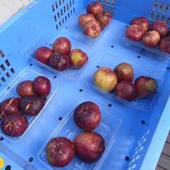 【本日限定価格☝️】いちじくの画像