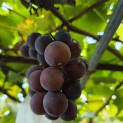 ぶどう（ピオーネ）2kg ※5〜8房ほどの画像