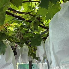 ぶどう（ピオーネ）2kg ※5〜8房ほどの画像