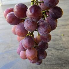 ぶどう（ピオーネ）2kg ※5〜8房ほど