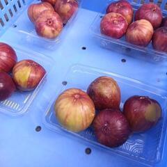 【本日限定価格☝️】いちじくの画像