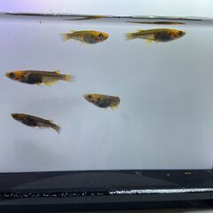 五式 炎 若魚５匹 メダカの画像