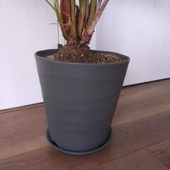 観葉植物の画像