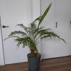 観葉植物の画像