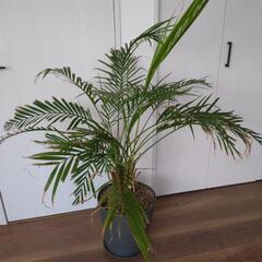 観葉植物の画像