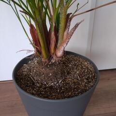 観葉植物の画像