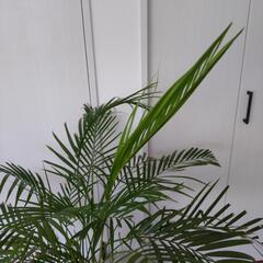 観葉植物の画像