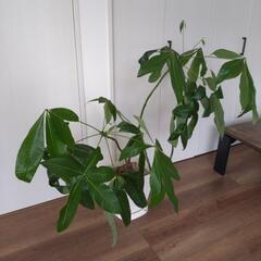 【大幅お値下】観葉植物の画像