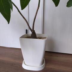 【大幅お値下】観葉植物の画像