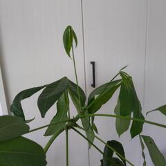 【大幅お値下】観葉植物の画像