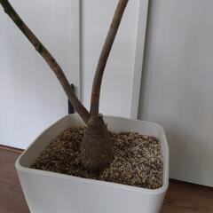 【大幅お値下】観葉植物の画像