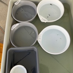 無人販売メダカの画像