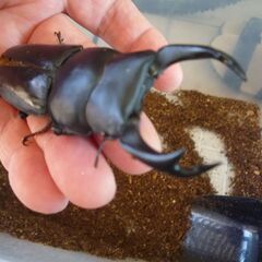 能勢産(YG)オオクワガタ♂86.1㎜　♀53.0㎜　新成虫ペア（B品翅不全）　①の画像