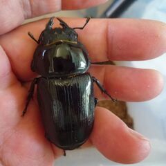 能勢産(YG)オオクワガタ♂86.1㎜　♀53.0㎜　新成虫ペア（B品翅不全）　①の画像