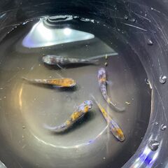 三色ラメ メダカオス２メス３の画像