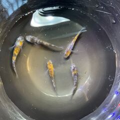 三色ラメ メダカオス２メス３の画像
