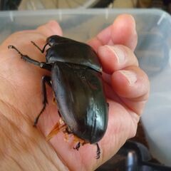 能勢産(YG)オオクワガタ♂82.6㎜　♀57.6㎜　新成虫ペア（B品翅不全）　②の画像