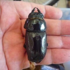能勢産(YG)オオクワガタ♂82.6㎜　♀57.6㎜　新成虫ペア（B品翅不全）　②の画像