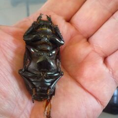 能勢産(YG)オオクワガタ♂82.6㎜　♀57.6㎜　新成虫ペア（B品翅不全）　②の画像