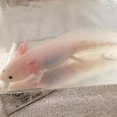 ウーパールーパー　白（黒目）13cmの画像
