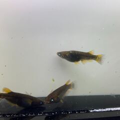 五式アースアイ １ペア＋オス１ メダカの画像