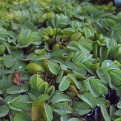 水草　サルビニアククラータの画像