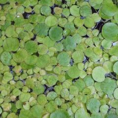 水草　サルビニアククラータの画像