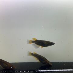 五式アースアイ １ペア＋オス１ メダカの画像