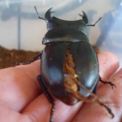 能勢産(YG)オオクワガタ♂81.0㎜　♀57.1㎜　新成虫ペア（B品翅不全）　③の画像
