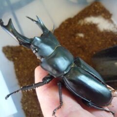 能勢産(YG)オオクワガタ♂81.0㎜　♀57.1㎜　新成虫ペア（B品翅不全）　③の画像