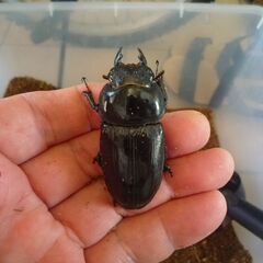 能勢産(YG)オオクワガタ♂81.0㎜　♀57.1㎜　新成虫ペア（B品翅不全）　③の画像