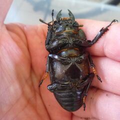能勢産(YG)オオクワガタ♂81.0㎜　♀57.1㎜　新成虫ペア（B品翅不全）　③の画像